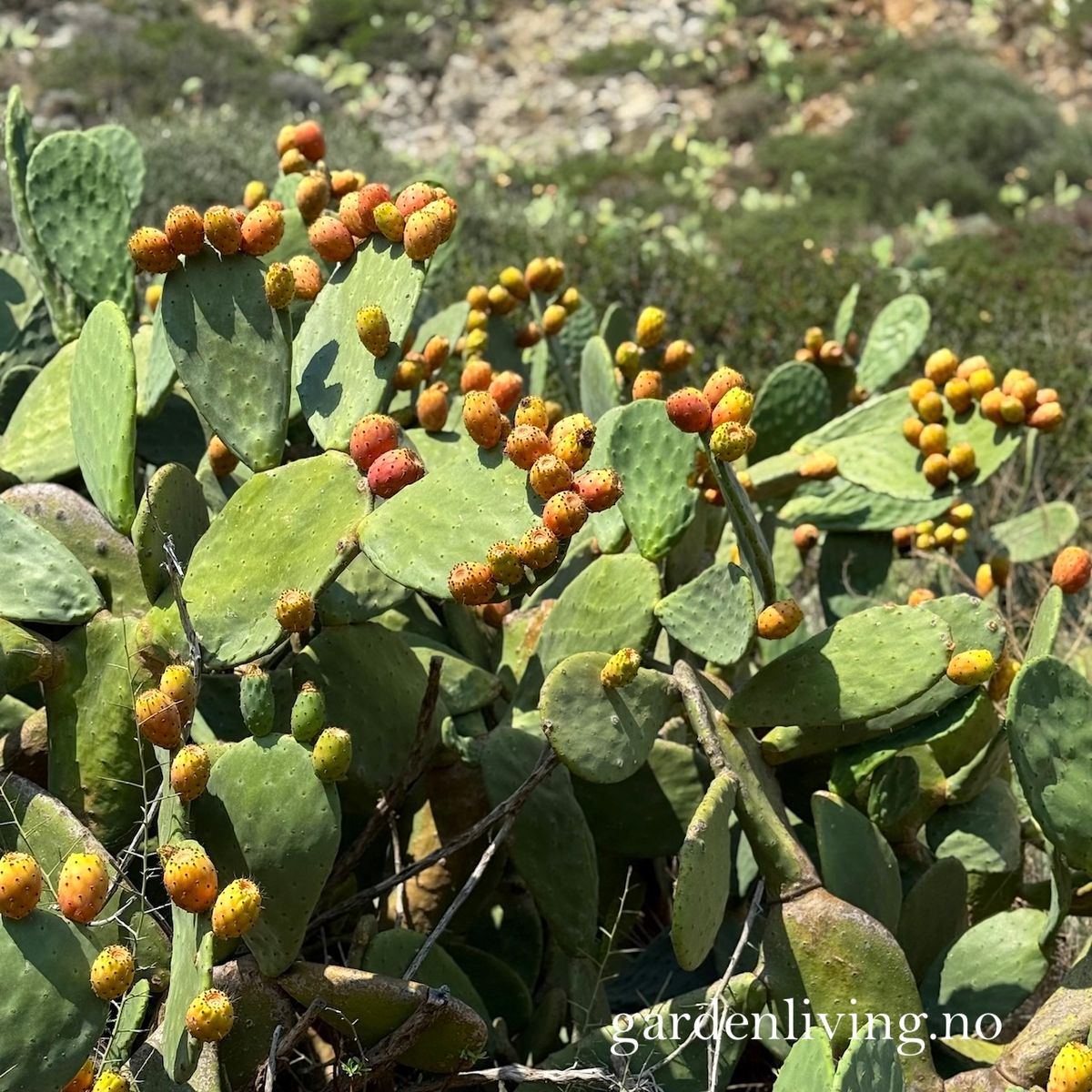 Fikenkaktus - Opuntia ficus-indica