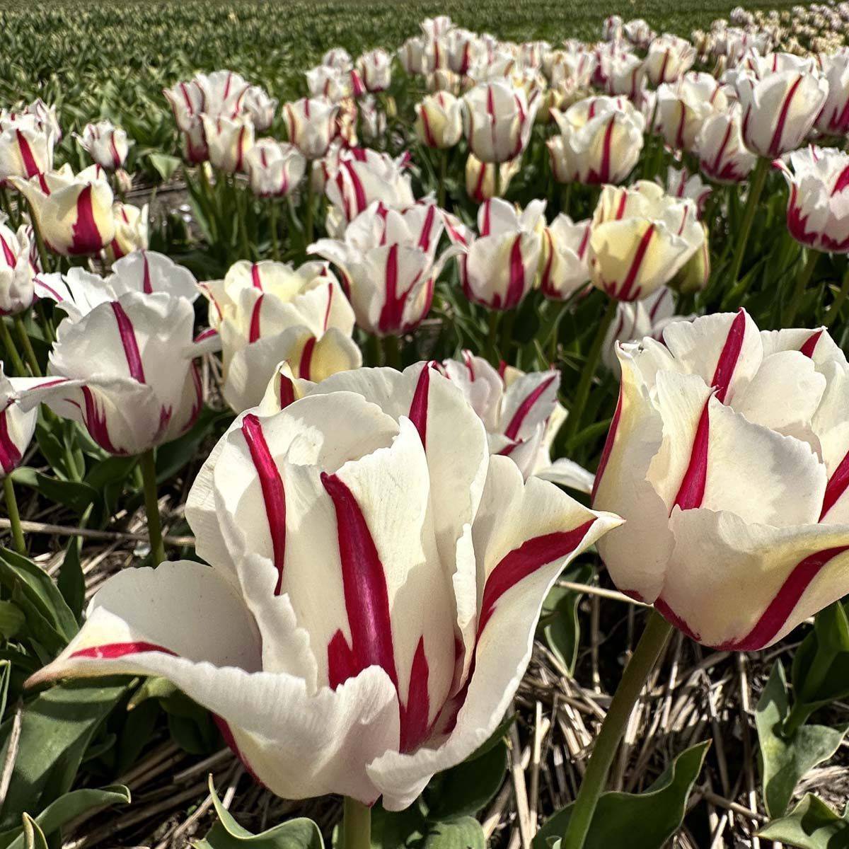 Tulipan 'Alise' - 10 stk
