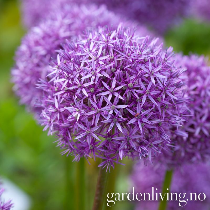 Prydløk ’Globemaster' - Allium - 1 stk