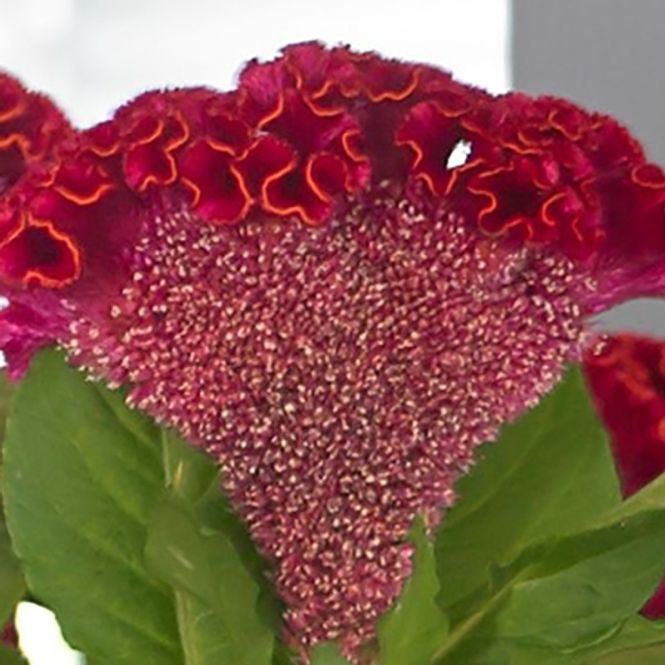 Hovedbilde Hanekam 'Neo Red' - Celosia argentea cristata