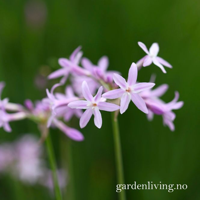 Hovedbilde Afrikansk hvitløk - Tulbaghia violacea var. robustior, 1 ...