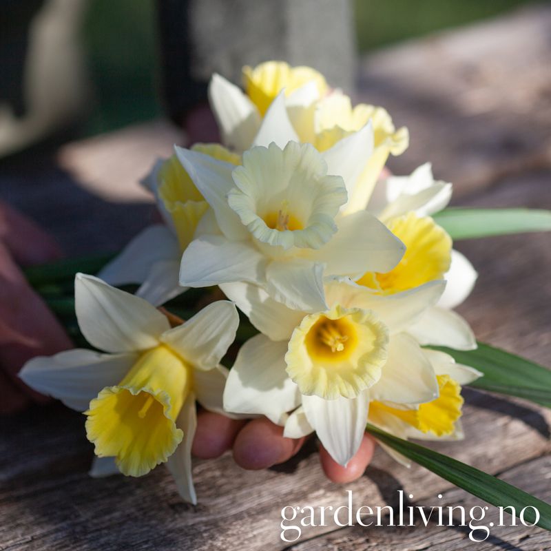 Påskelilje 'Mount Hood' - Narcissus - 5 stk
