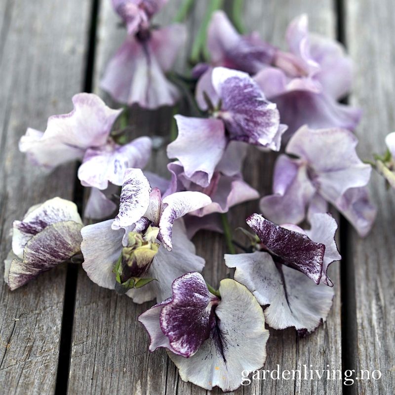 Blomsterert 'David Tostevin' - Lathyrus odoratus 