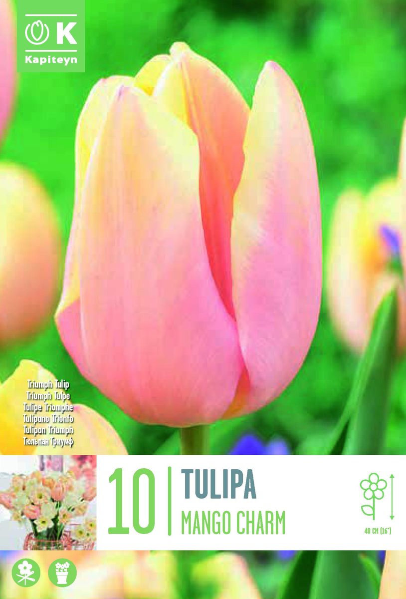 Tulipan 'Mango Charm' - triumphtulipan - 10 stk