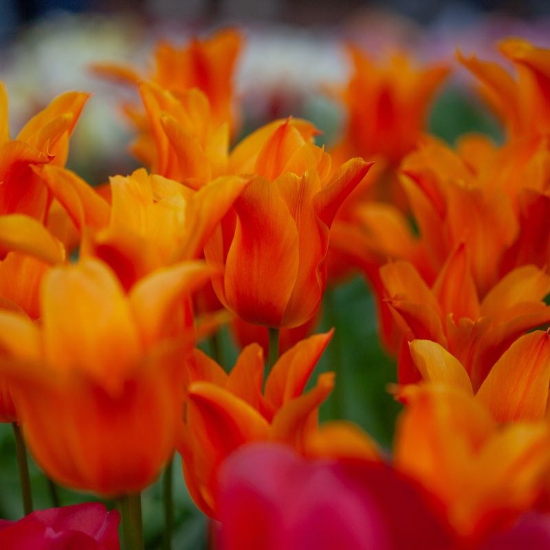 Tulipan 'Ballerina', liljeblomstrende - 7 stk