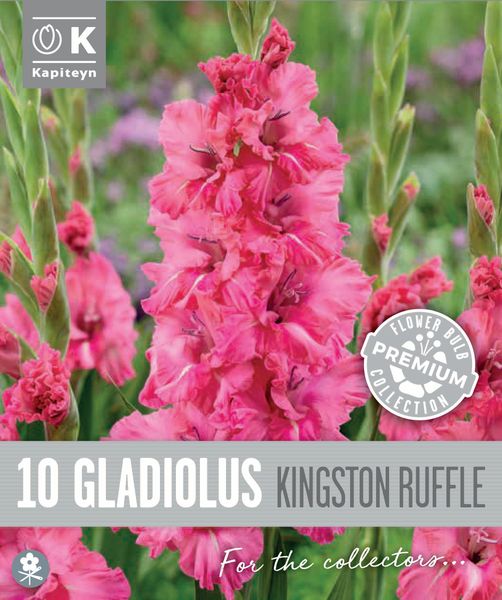 Hovedbilde Gladiol 'Kingston Ruffle' - Gladiolus, 10 stk.