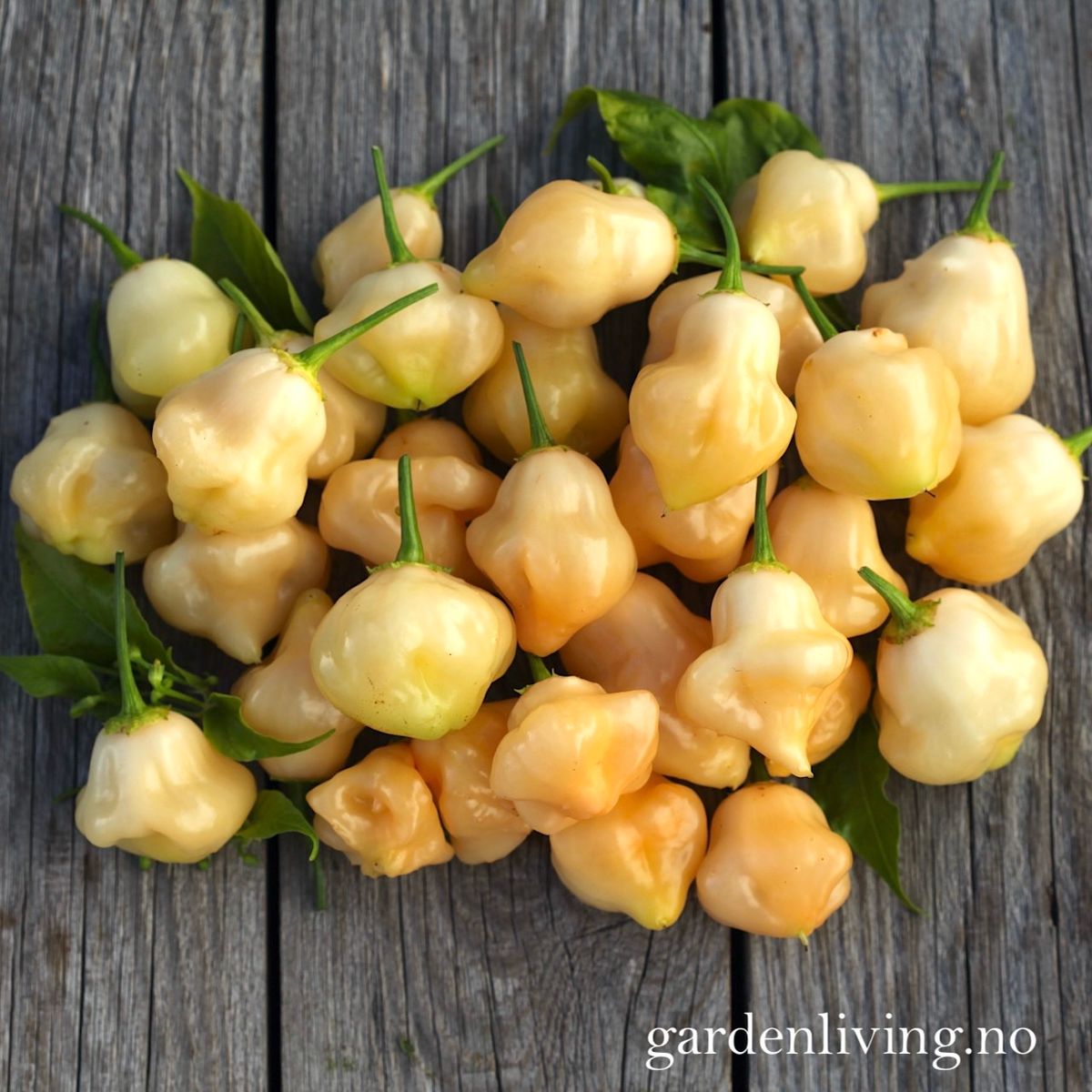 Chilipepper 'Sugar Rush Peach Bell' - Capsicum baccatum