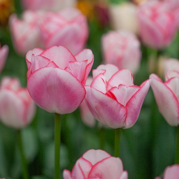 Hovedbilde Tulipan 'Hugs and Kisses' - triumphtulipan - 10 stk