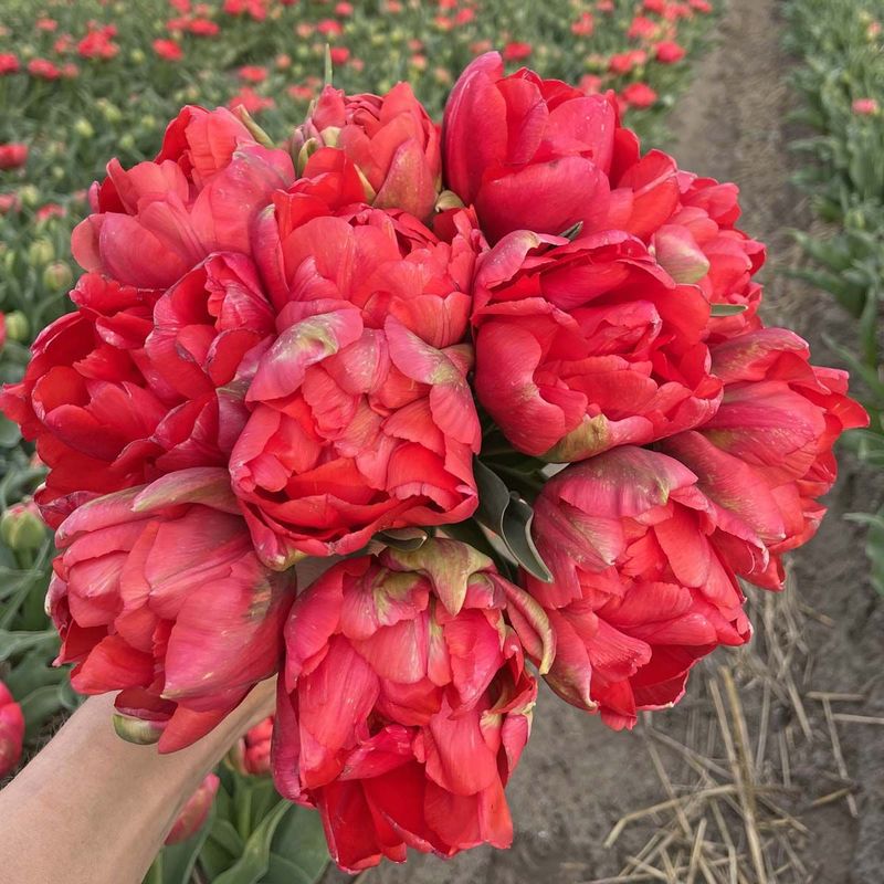 Tulipan 'Asian Beauty', tidlig dobbel - 10 stk