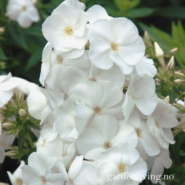 Hovedbilde Høstfloks 'Sweet Summer ® Snow' - Phlox paniculata
