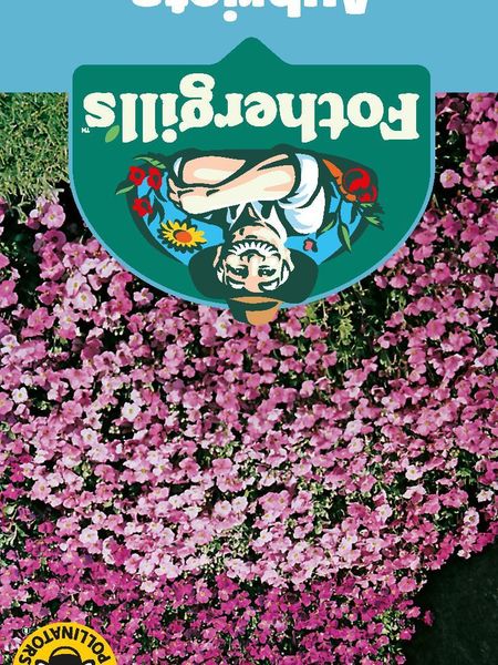 Hovedbilde Blåpute 'Large Flowered Mixed' - Aubrieta