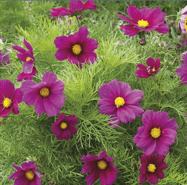 Hovedbilde Pyntekorg 'Candyfloss Red’ -  Cosmos bipinnatus 