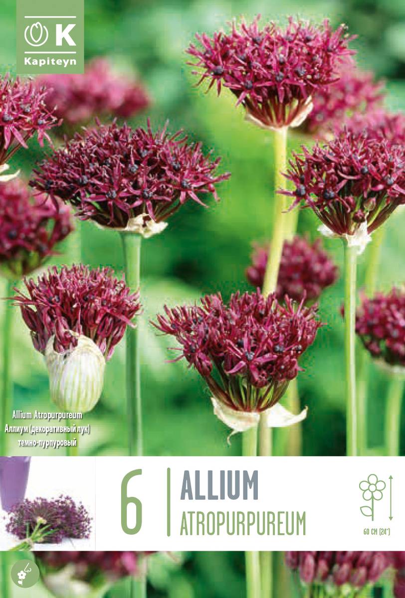 Vinløk - Allium atropurpureum - 6 stk