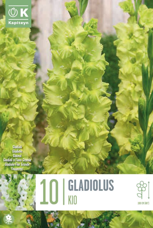Gladiol 'Kio' - Gladiolus, 10 stk.