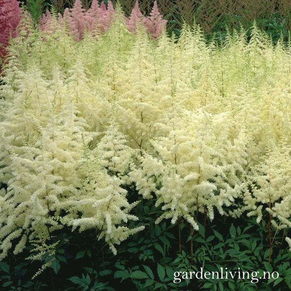 Hovedbilde Japanspir 'Ellie - Astilbe japonica